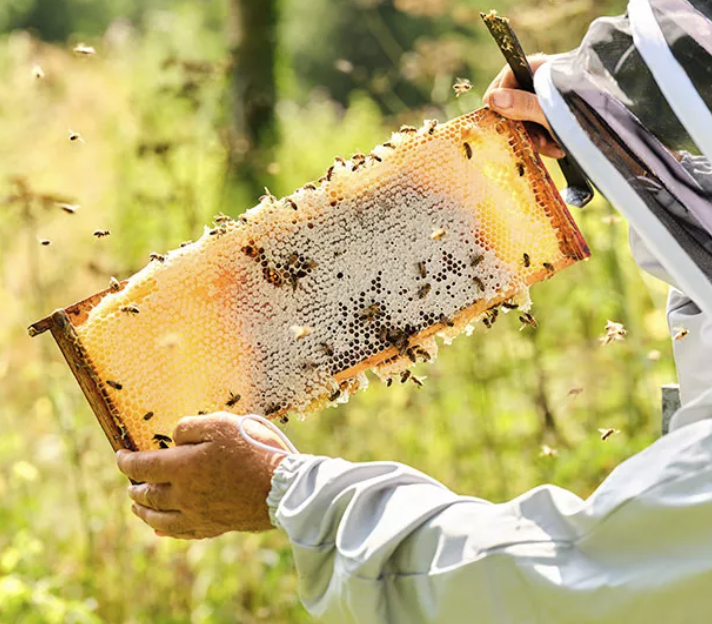 Show Me The Honey – There’s a Hive of Activity at M&S Show Me The Honey – There’s a Hive of Activity at M&S
