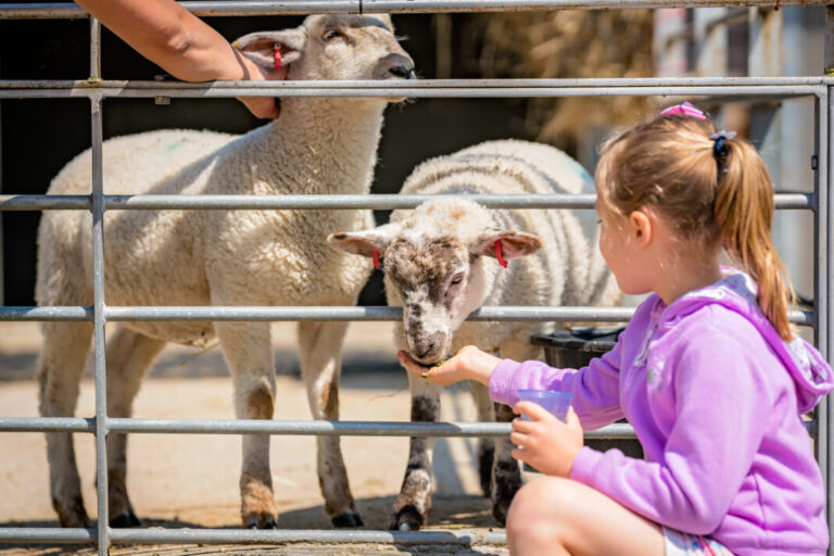 A Family Day on a South Wales Farm A Family Day on a South Wales Farm