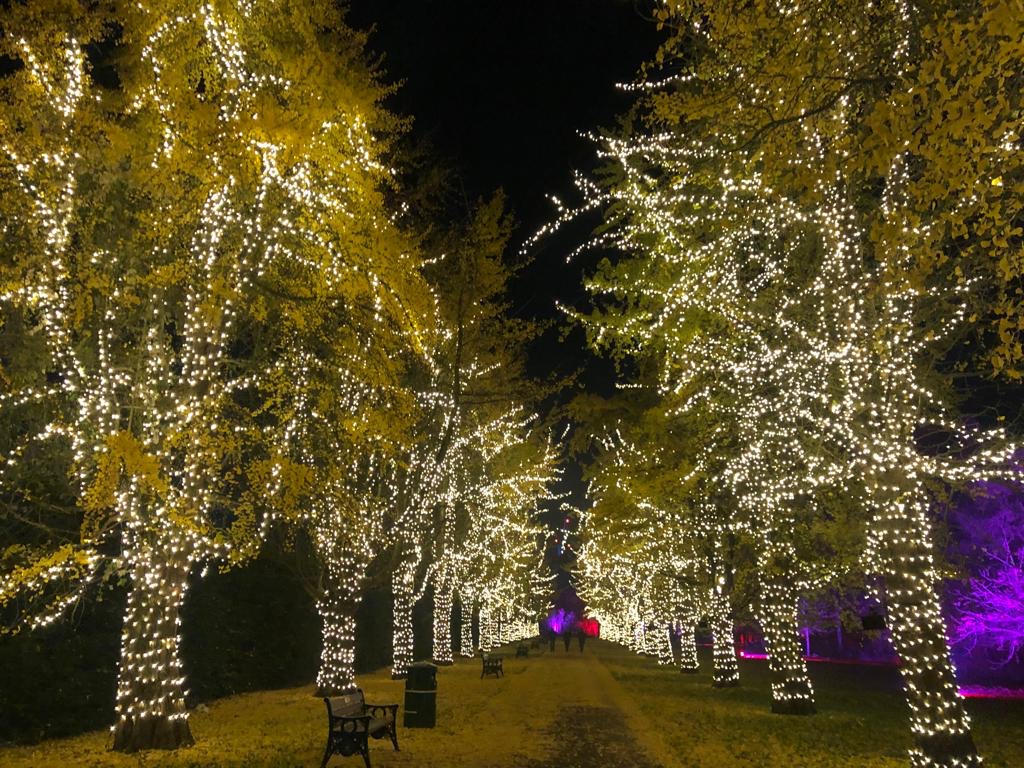 Walnut Court Christmas Lights 2022 Step Into Christmas At Bute Park - Watch Our Special Preview