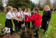 Rhiwbeina Primary School Plants Sycamore Gap Tree Sapling ‘Tree of Hope’
