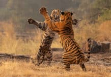 South Wales Based Wildlife Photographer Wins 2nd Award in a Month