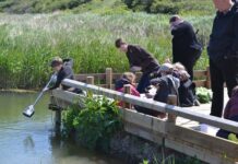 Go Pond Dipping With the Kids