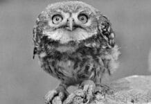 Morrey Salmon Collection Available for Everyone