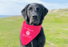 Lifesaving Dogs Needed to Become Blood Donors in Cardiff